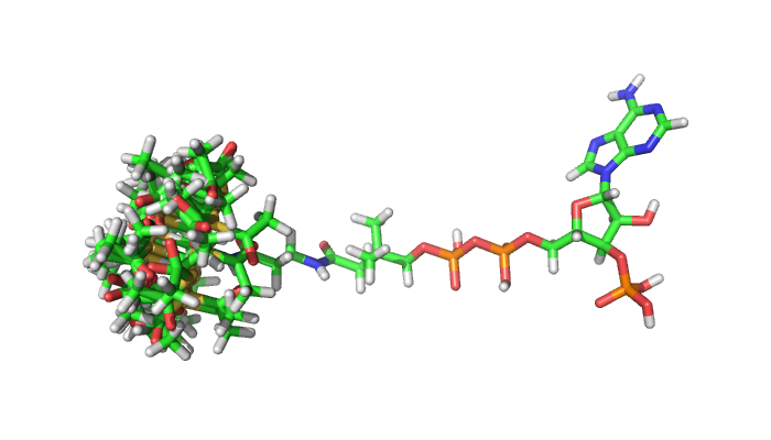 3-dimensional representation of acetyl coenzyme A (acetyl-CoA) structure